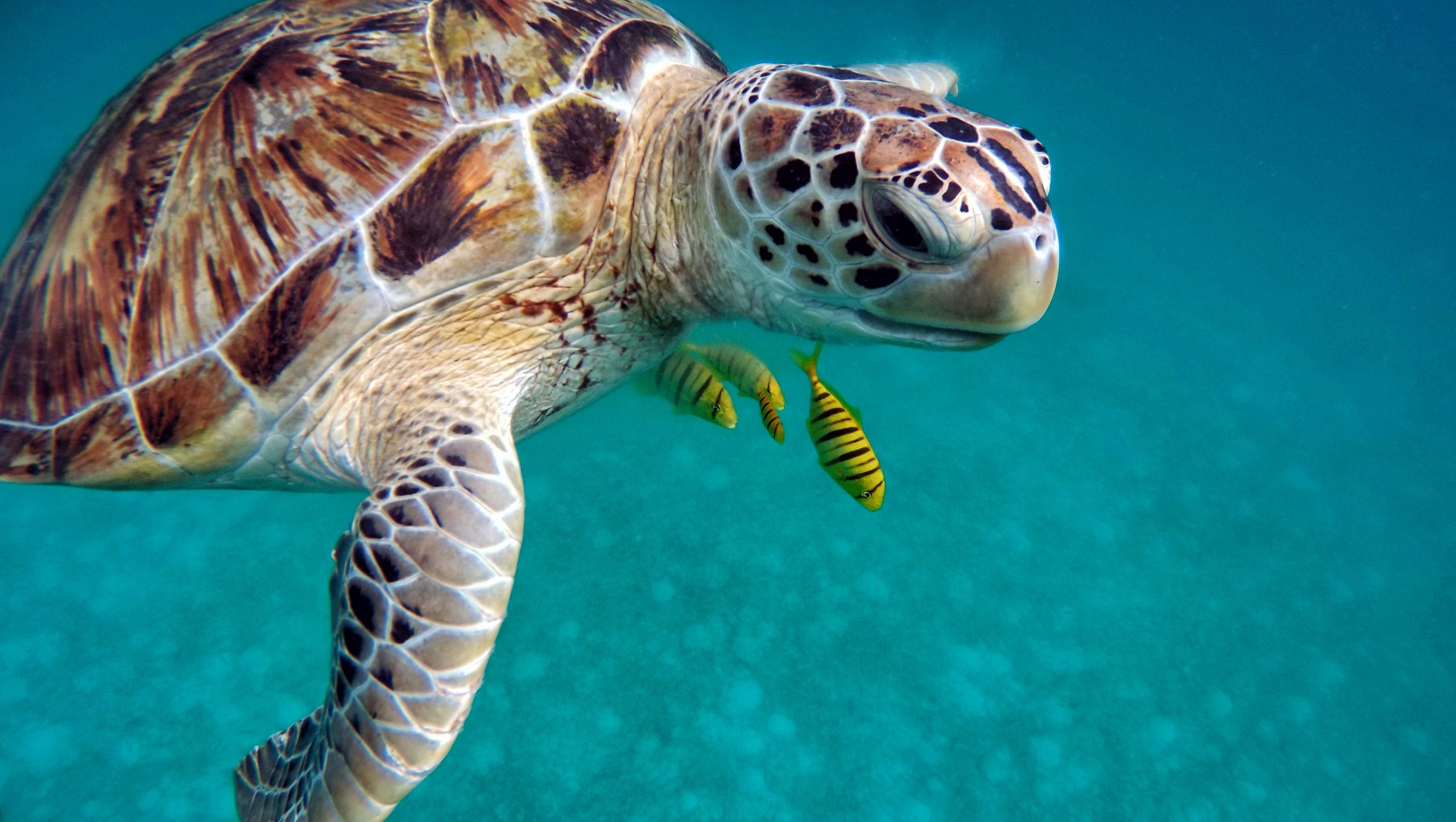 MinAmbiente fortalece el monitoreo de tortugas marinas MinAmbiente fortalece el monitoreo de tortugas marinas