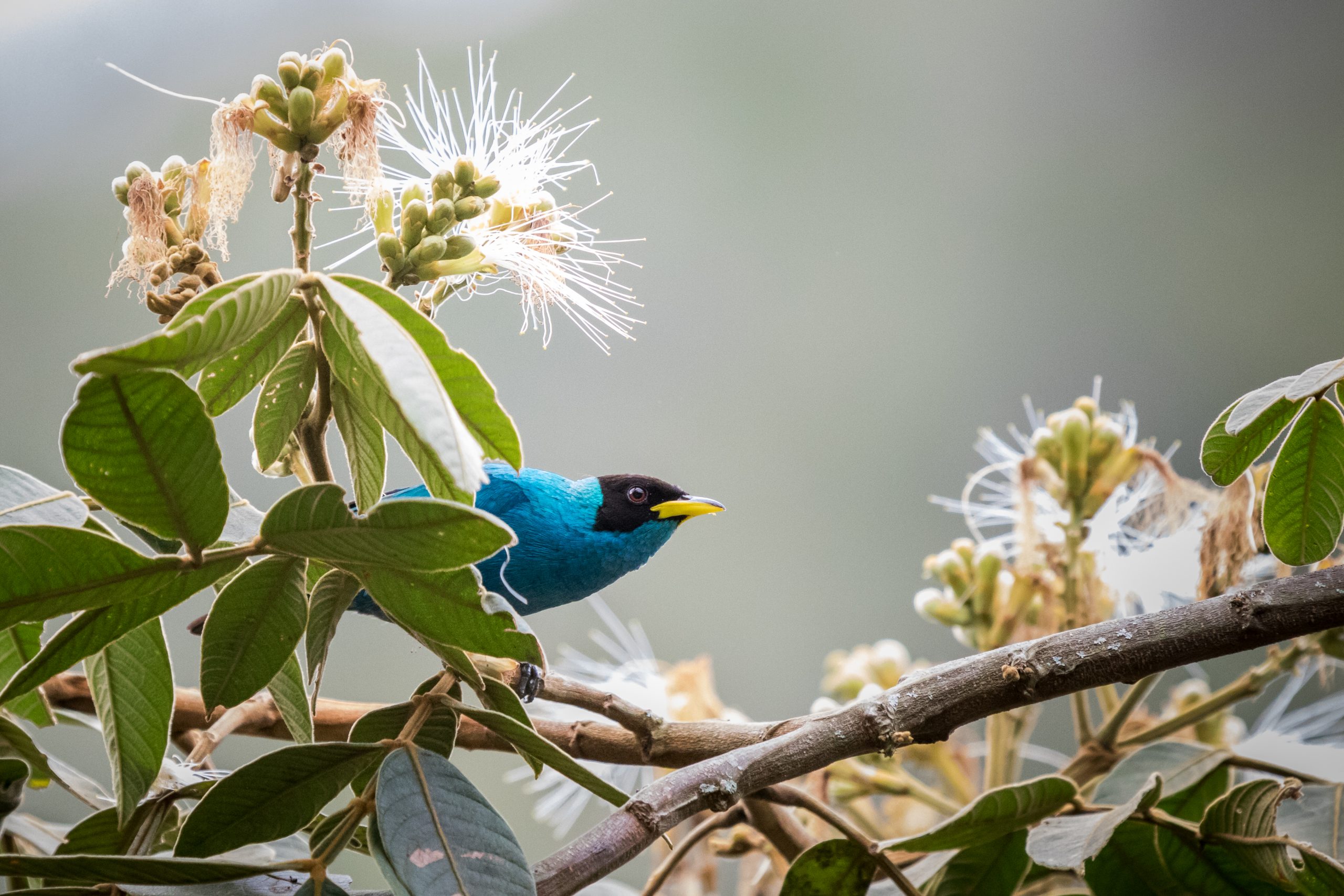 Nuevas publicaciones sobre biodiversidad y conservación en Colombia Nuevas publicaciones sobre biodiversidad y conservación en Colombia