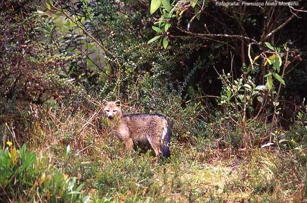 Gobierno Nacional lanza medidas de protección para animales silvestres en vías del país Gobierno Nacional lanza medidas de protección para animales silvestres en vías del país