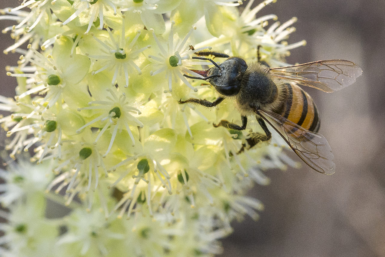 Las abejas, las reinas de nuestra biodiversidad - Ministerio de Ambiente y  Desarrollo Sostenible