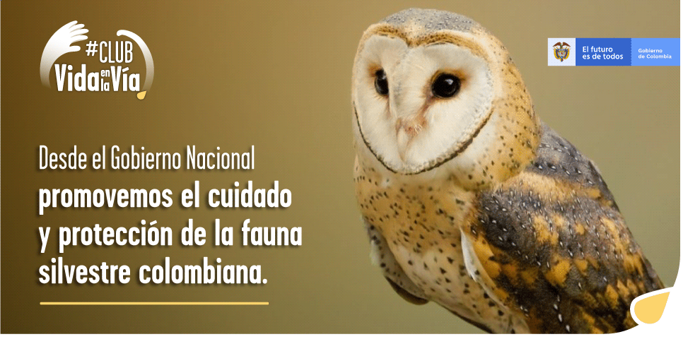 Gobierno nacional invita a los colombianos a hacer parte del #ClubDeVidaEnLaVía, iniciativa para prevenir el atropellamiento de fauna silvestre Gobierno nacional invita a los colombianos a hacer parte del #ClubDeVidaEnLaVía, iniciativa para prevenir el atropellamiento de fauna silvestre