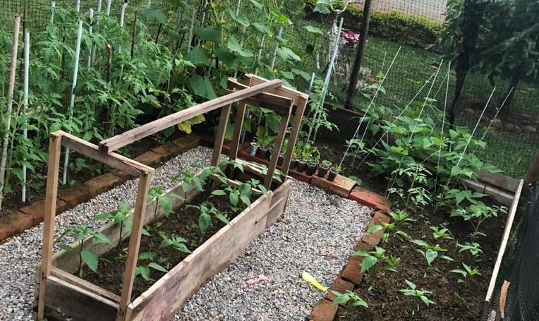 ‘Cultivando Vida’, un negocio verde que le ayuda a plantar sus propios alimentos ‘Cultivando Vida’, un negocio verde que le ayuda a plantar sus propios alimentos