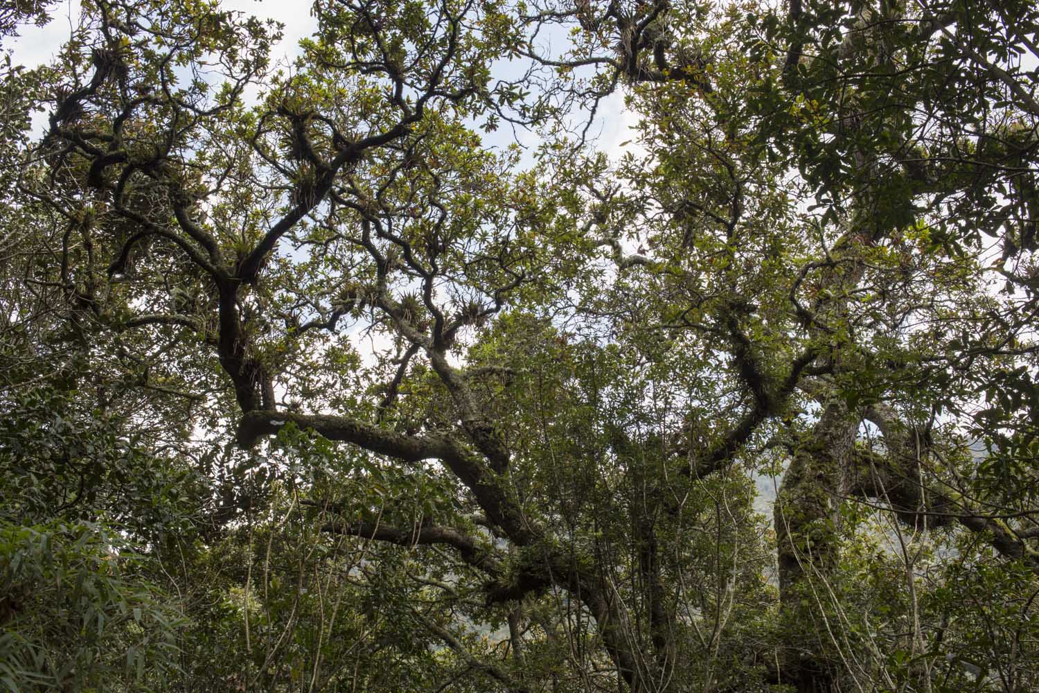 Pago por servicios ambientales: 38 familias de La Uribe (Meta) contribuyen a la conservación de bosques