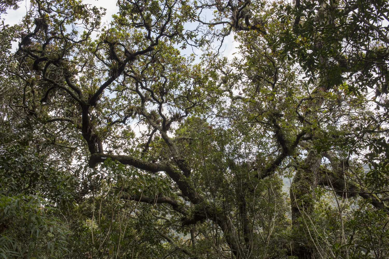 Pago por servicios ambientales: 38 familias de La Uribe (Meta) contribuyen a la conservación de bosques Pago por servicios ambientales: 38 familias de La Uribe (Meta) contribuyen a la conservación de bosques