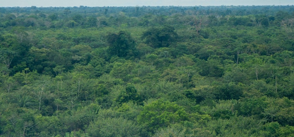 Alertas de deforestación han disminuido considerablemente durante la pandemia Alertas de deforestación han disminuido considerablemente durante la pandemia