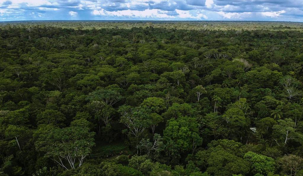 Sector Ambiente se toma la Amazonía en una semana clave para su protección Sector Ambiente se toma la Amazonía en una semana clave para su protección