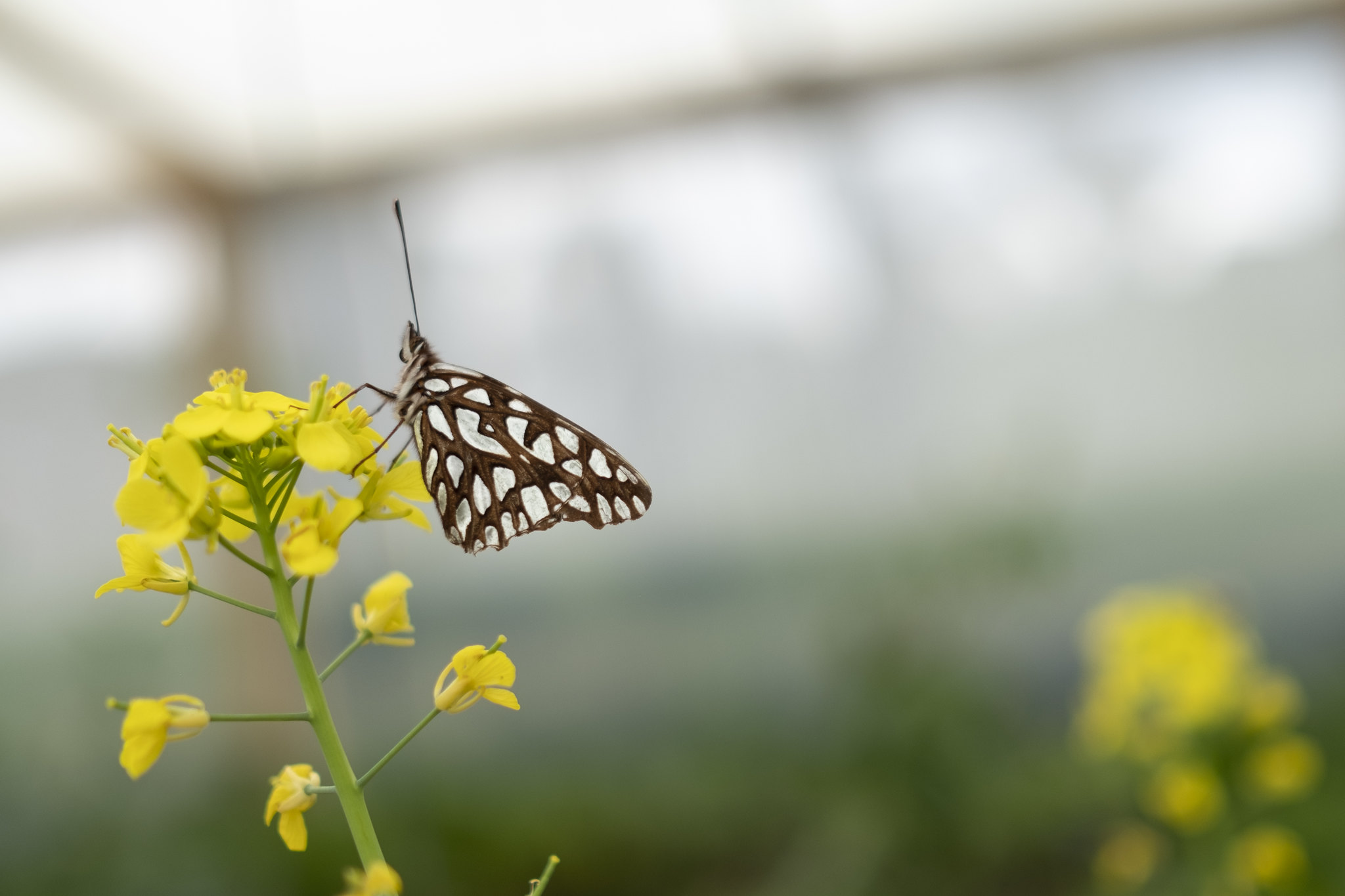 Imagen de mariposa sobre flores amarillas