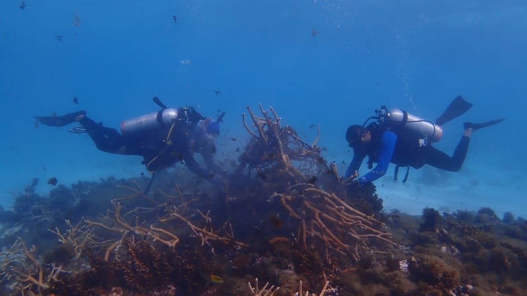 Cifra récord: 734 colonias de coral han sido rescatadas en primeras dos jornadas de primeros auxilios en Providencia Cifra récord: 734 colonias de coral han sido rescatadas en primeras dos jornadas de primeros auxilios en Providencia
