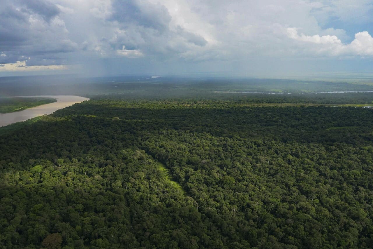 Acciones que conservan sanos nuestros bosques, los pulmones de todos Acciones que conservan sanos nuestros bosques, los pulmones de todos