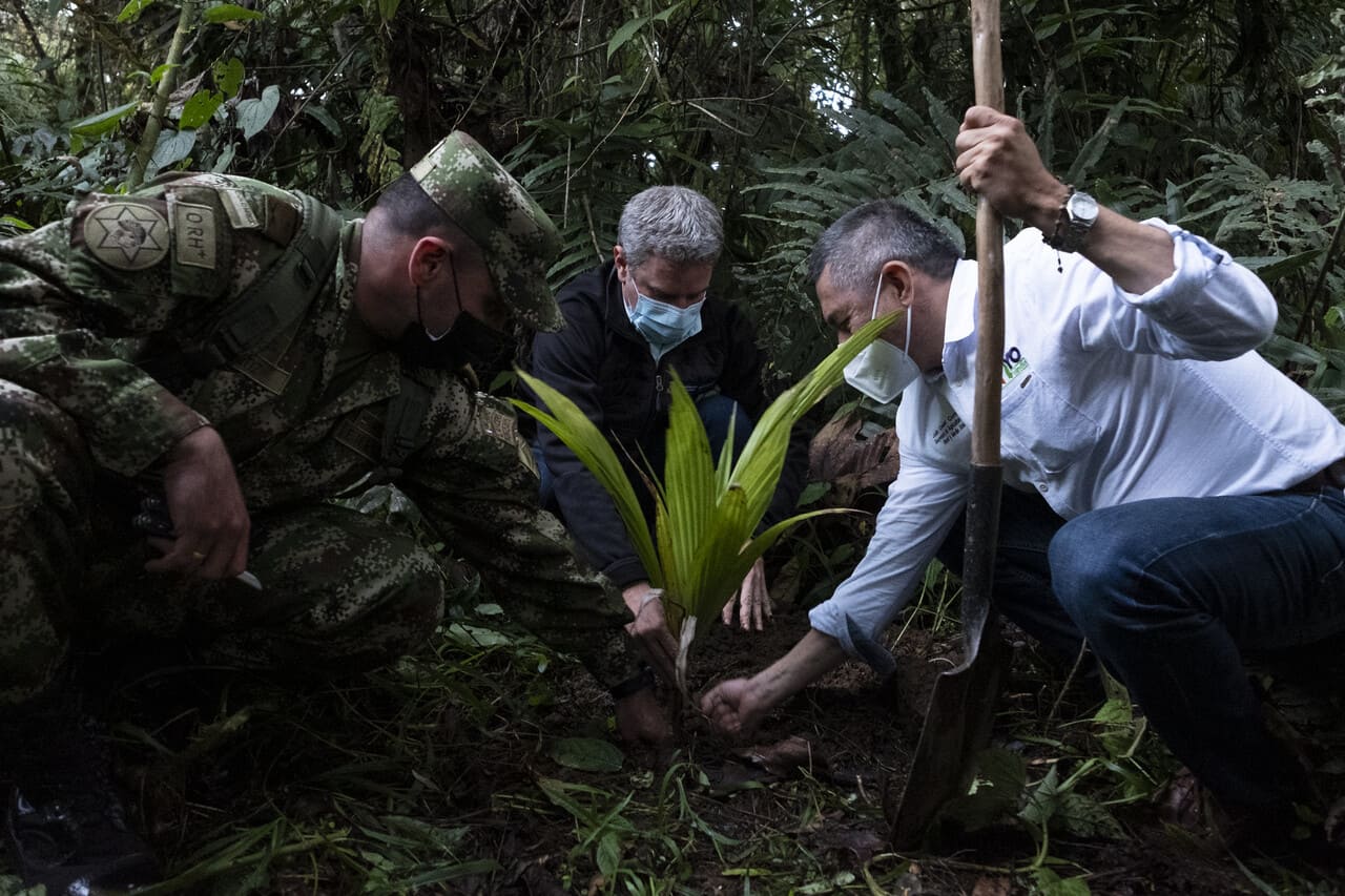 Un logro de los colombianos: llegamos a 60 millones de árboles sembrados Un logro de los colombianos: llegamos a 60 millones de árboles sembrados