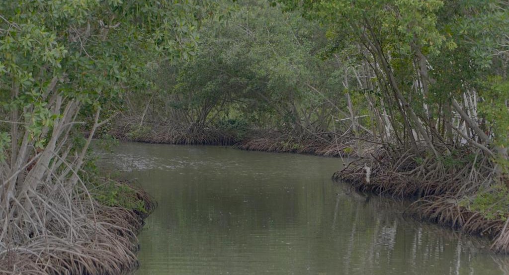 Bahía de Cispatá, en el Caribe colombiano: referente mundial por proyecto Vida Manglar Carbono Azul