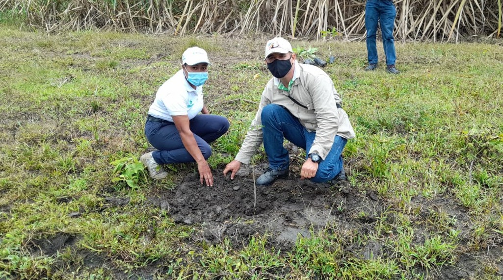 Empresa sembrará 12.000 árboles más en Valle del Cauca, Cauca y Antioquia Empresa sembrará 12.000 árboles más en Valle del Cauca, Cauca y Antioquia