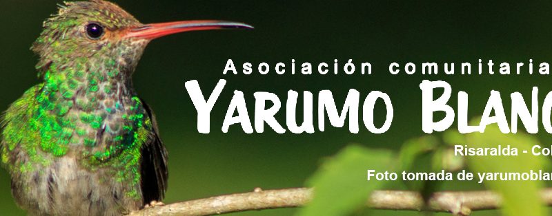 Imagen de un Colibri tomada por la Asociación Comunitaria Yarumo Blanco