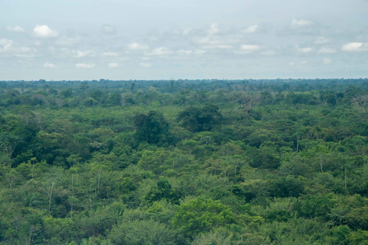 Se sigue reduciendo la deforestación, a pesar de las cifras de fin de año Se sigue reduciendo la deforestación, a pesar de las cifras de fin de año