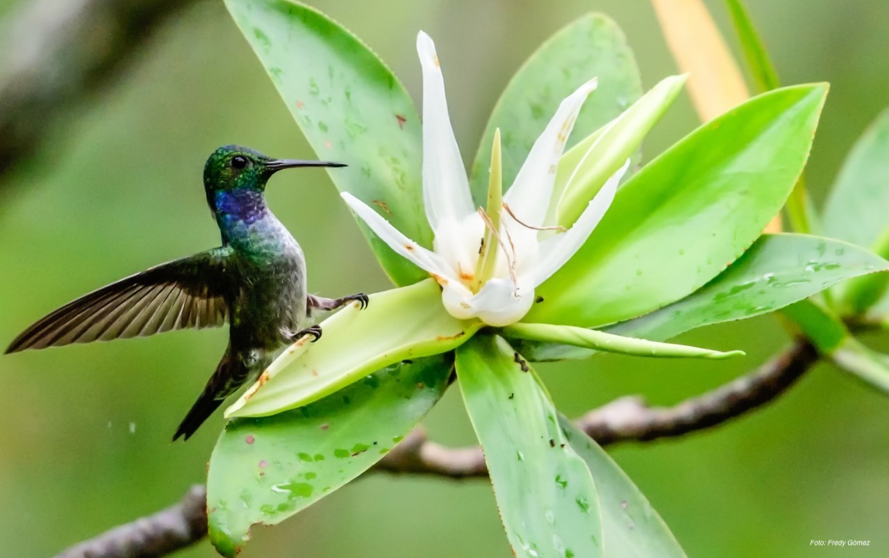 Colombia, segundo país con mejor desempeño ambiental de Latinoamérica Colombia, segundo país con mejor desempeño ambiental de Latinoamérica