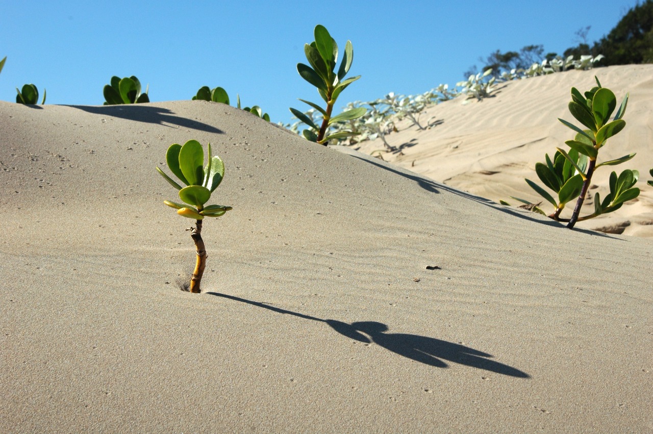 Colombia celebró el Día Mundial de Lucha contra la Desertificación y la Sequía 2020 Colombia celebró el Día Mundial de Lucha contra la Desertificación y la Sequía 2020