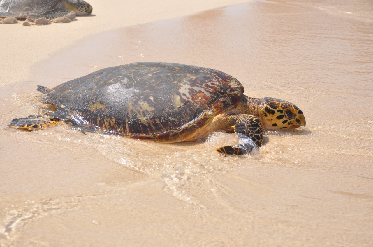 Tortugas de tierra, río o mar: todas ancianas, pero muy campantes Tortugas de tierra, río o mar: todas ancianas, pero muy campantes