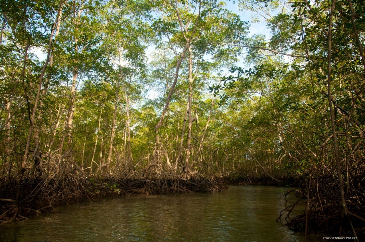 Nariño, Chocó y Magdalena, con el 85% de los manglares del país