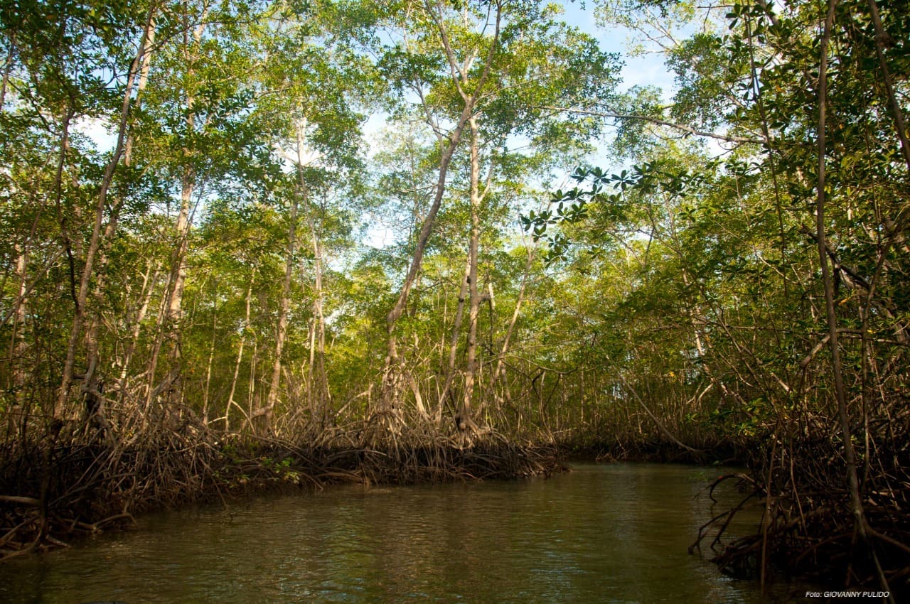 Nariño, Chocó y Magdalena, con el 85% de los manglares del país