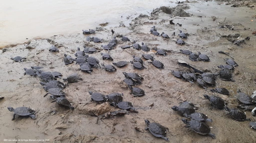Sistema Nacional Ambiental, comprometido con la protección y conservación de la fauna Sistema Nacional Ambiental, comprometido con la protección y conservación de la fauna