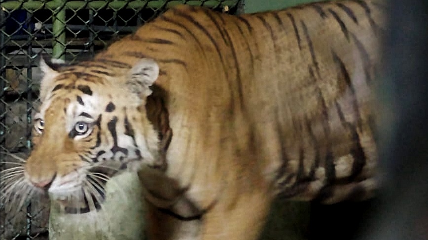 Seguimos trabajando por la fauna: Tigre se encuentra a salvo en Zoológico Piscilago Colsubsidio Seguimos trabajando por la fauna: Tigre se encuentra a salvo en Zoológico Piscilago Colsubsidio