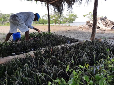 La reforestación en Colombia no se detiene La reforestación en Colombia no se detiene