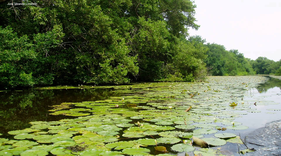 Instalado Comité Permanente de Seguimiento para cumplimiento de Sentencia que protege el Vía Parque Isla Salamanca Instalado Comité Permanente de Seguimiento para cumplimiento de Sentencia que protege el Vía Parque Isla Salamanca