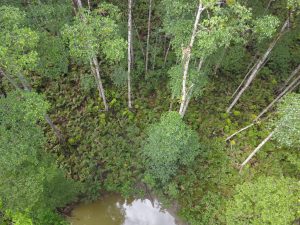 Foto tomada desde la altura a un manglar boscoso en el municipio de Iscuandé, Nariño, Colombia