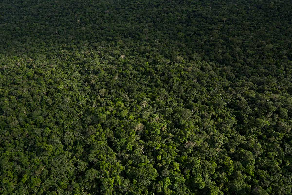 Convenio permitirá sembrar medio millón de árboles y restaurar 500 hectáreas en el Meta Convenio permitirá sembrar medio millón de árboles y restaurar 500 hectáreas en el Meta