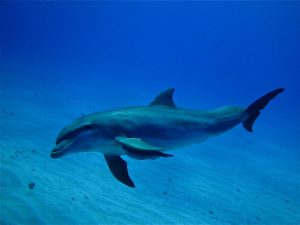 foto de un delfín (mamífero acuático)