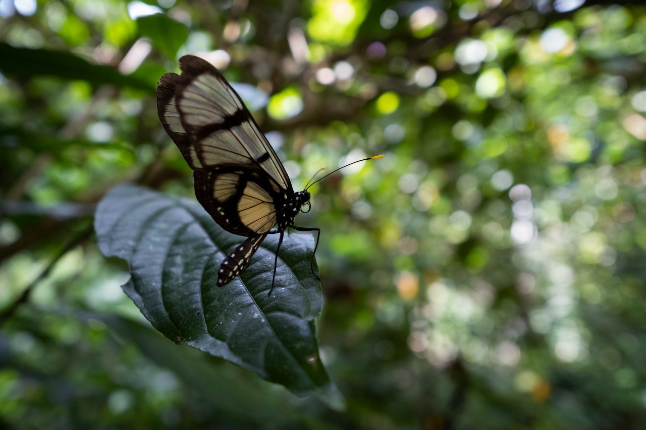 Diálogo virtual: Colombia busca fortalecer las iniciativas de conservación de la biodiversidad Diálogo virtual: Colombia busca fortalecer las iniciativas de conservación de la biodiversidad
