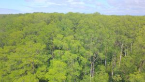 foto panoramica de bosques de manglares iscuande, nariño