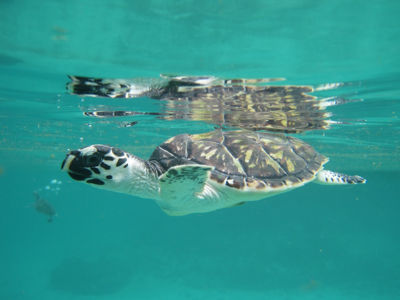 En el Día Mundial de las Tortugas Marinas, el Minambiente llama a su protección
