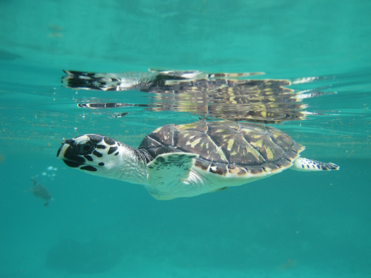 En el Día Mundial de las Tortugas Marinas, el Minambiente llama a su protección En el Día Mundial de las Tortugas Marinas, el Minambiente llama a su protección