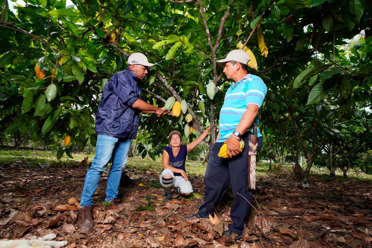 En el Día de los Bosques Tropicales, Minambiente cuenta cómo lucha Colombia contra la deforestación En el Día de los Bosques Tropicales, Minambiente cuenta cómo lucha Colombia contra la deforestación