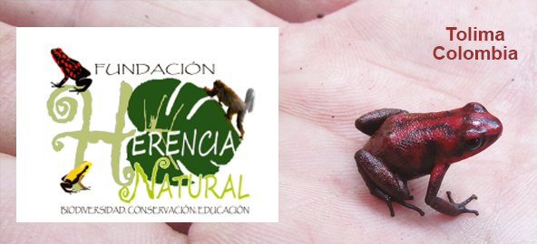 Imagen de una Rana Roja y Logo de la Fundación Herencia Natural del Tolima