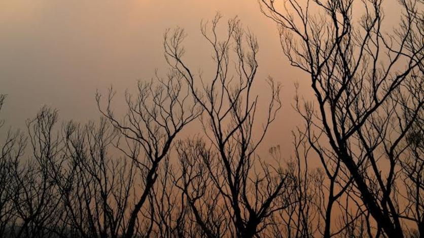 Minambiente lamenta la pérdida de la vida de personas y de los ecosistemas más vitales en Australia Minambiente lamenta la pérdida de la vida de personas y de los ecosistemas más vitales en Australia