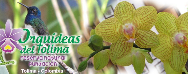 Imagen de Orquideas de la Reserva Natural Fundación Orquideas del Tolima