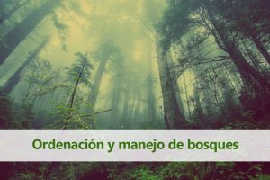 pieza gráfica con titulo "ordenacion y manejo de bosques". Al fondo un bosque con árboles altos y el ambiente con presencia de neblina