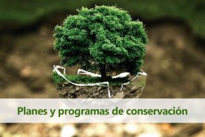 pieza grafica con titulo "planes y programas de conservación". al fondo un árbol emergiendo de una burbuja de cristal rota