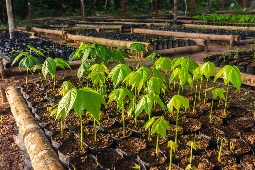 Red de viverismo comunitario: un proyecto que fortalece la paz y los bosques en la Amazonía Red de viverismo comunitario: un proyecto que fortalece la paz y los bosques en la Amazonía
