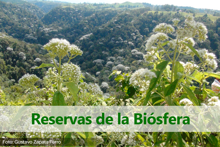 grupo de montañas provistas de plantas con flores