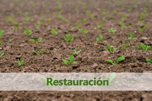 pieza gráfica con titulo "restauración". Al fondo plántulas en crecimiento