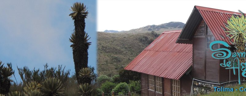 Imagen de unos Frailejones y una Cabaña de Semillas de Agua en Tolima