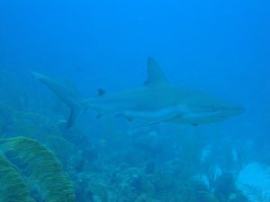 en la foto un tiburón nadando cerca al suelo marino