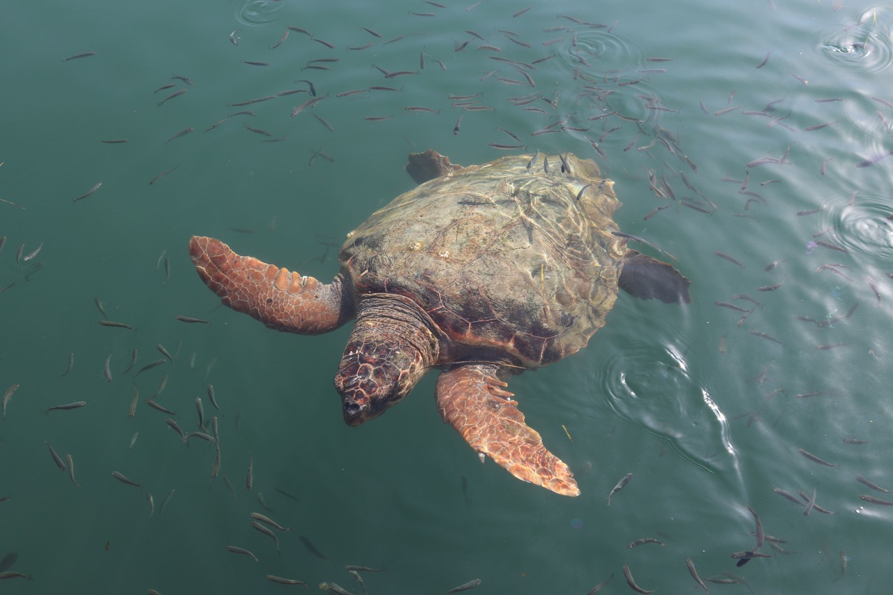 Comunidades costeras pueden ayudar a monitorear tortugas marinas con formularios diseñados por MinAmbiente Comunidades costeras pueden ayudar a monitorear tortugas marinas con formularios diseñados por MinAmbiente