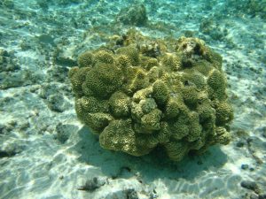 foto de un arrecife coralino