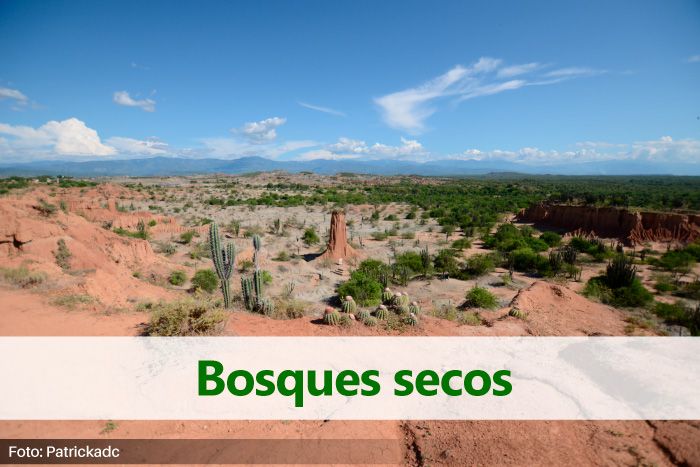 foto panorámica de un bosque seco