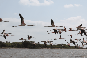 grupo de aves marinas volando cerca al mar