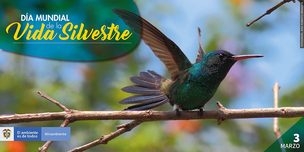 Hoy celebramos la riqueza de nuestra vida Silvestre: MinAmbiente Hoy celebramos la riqueza de nuestra vida Silvestre: MinAmbiente